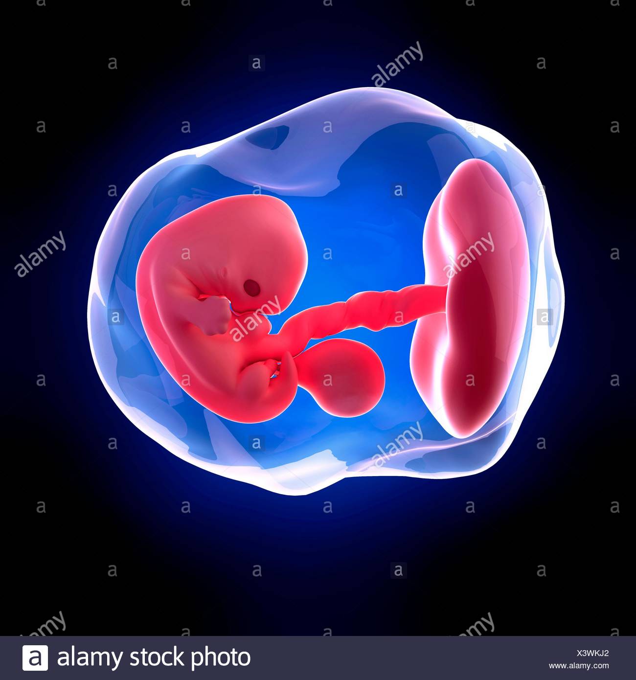 Embryo At 7 Weeks High Resolution Stock Photography and Images - Alamy