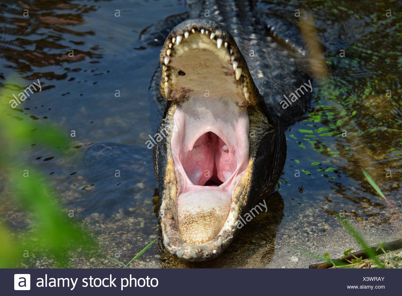 Crocodile Mouth High Resolution Stock Photography and Images Alamy
