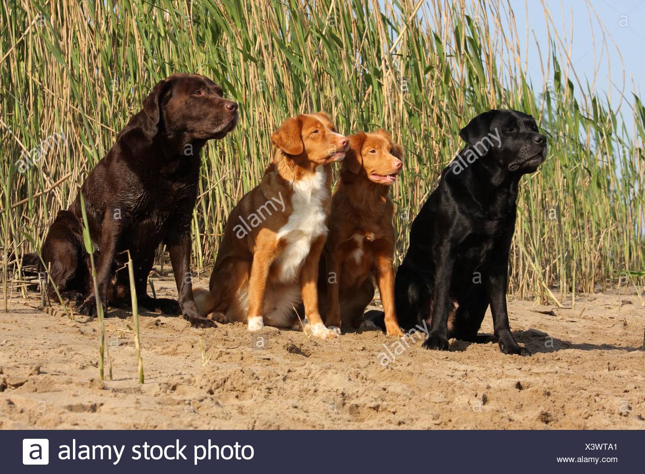 labrador toller