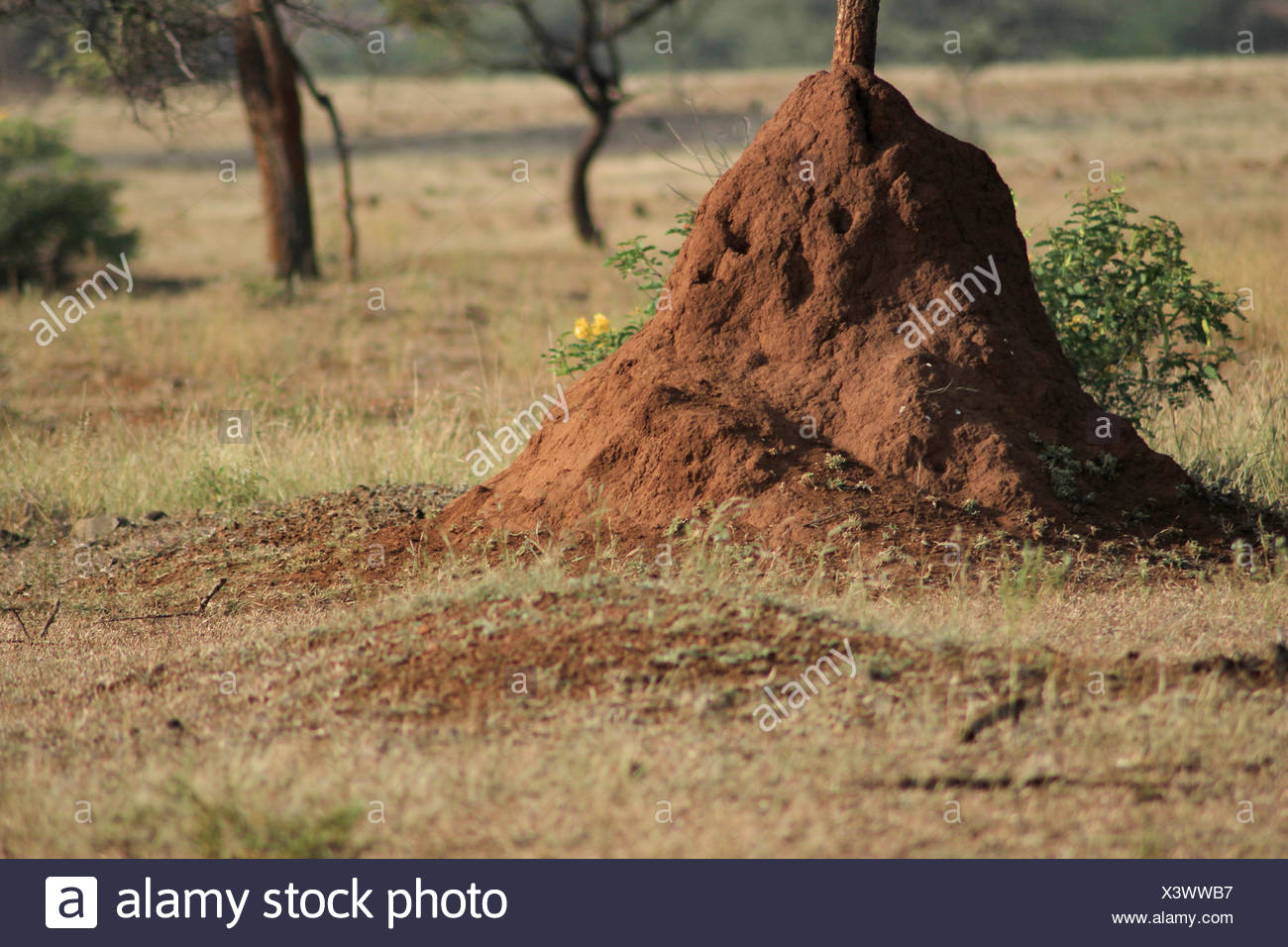 Anthills Stock Photos & Anthills Stock Images Alamy