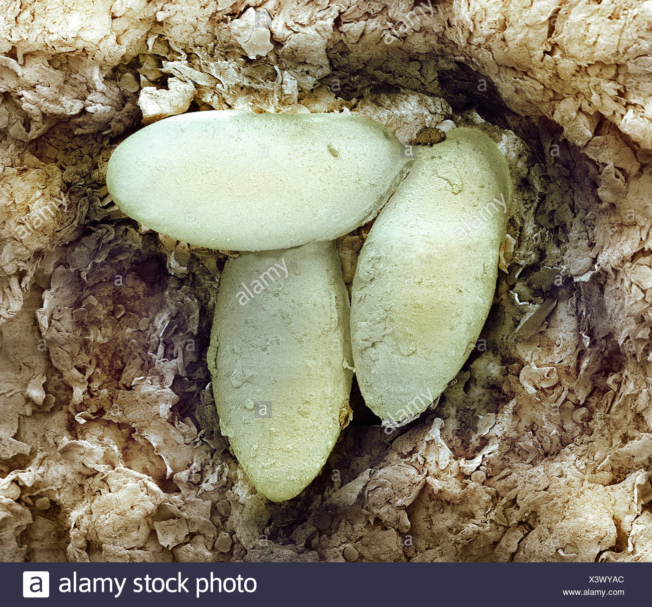 Mite Eggs High Resolution Stock Photography and Images Alamy