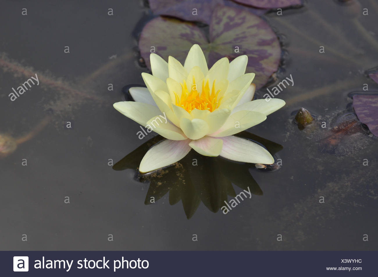 Gelbe Seerose Seerose Gelb Nymphea Wasserpflanze Teichpflanze