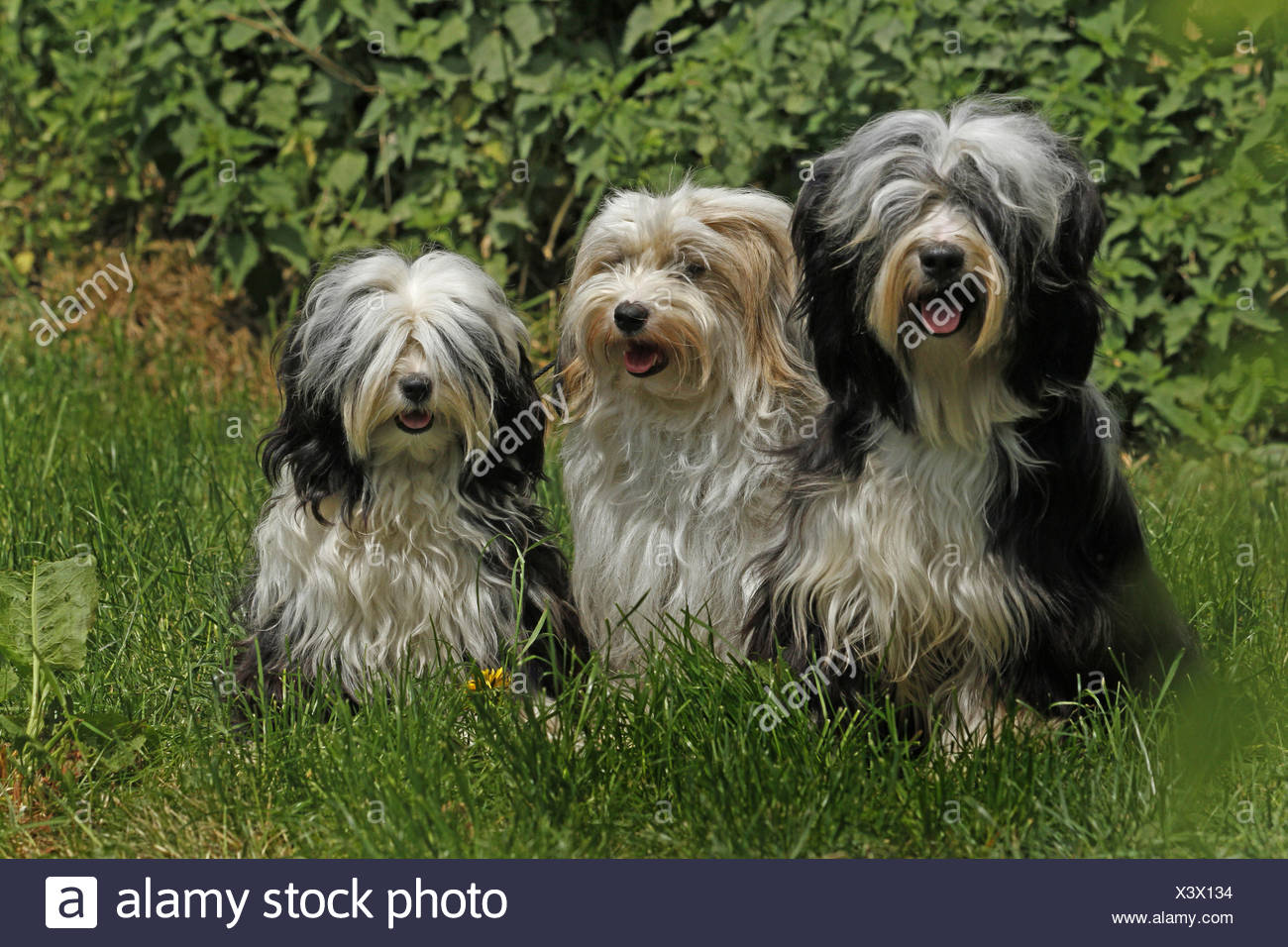 Tibetan terrier store group