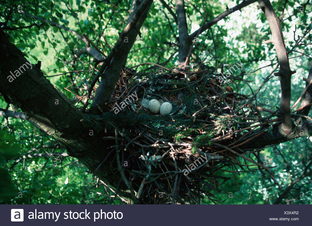 Common Buzzard Nest High Resolution Stock Photography and Images Alamy