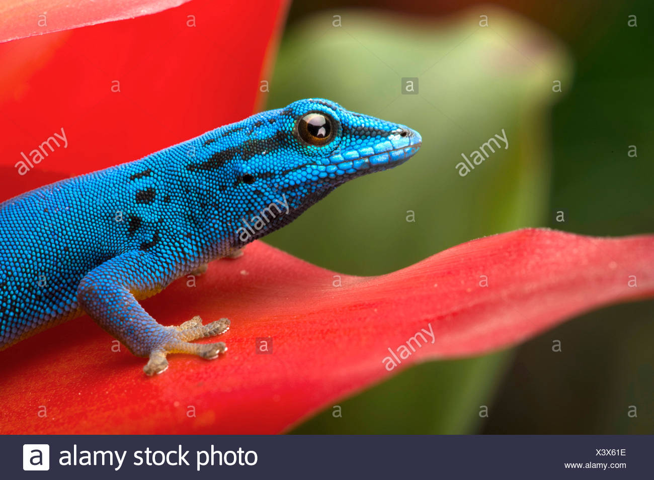 Electric Blue Day Gecko High Resolution Stock Photography and Images