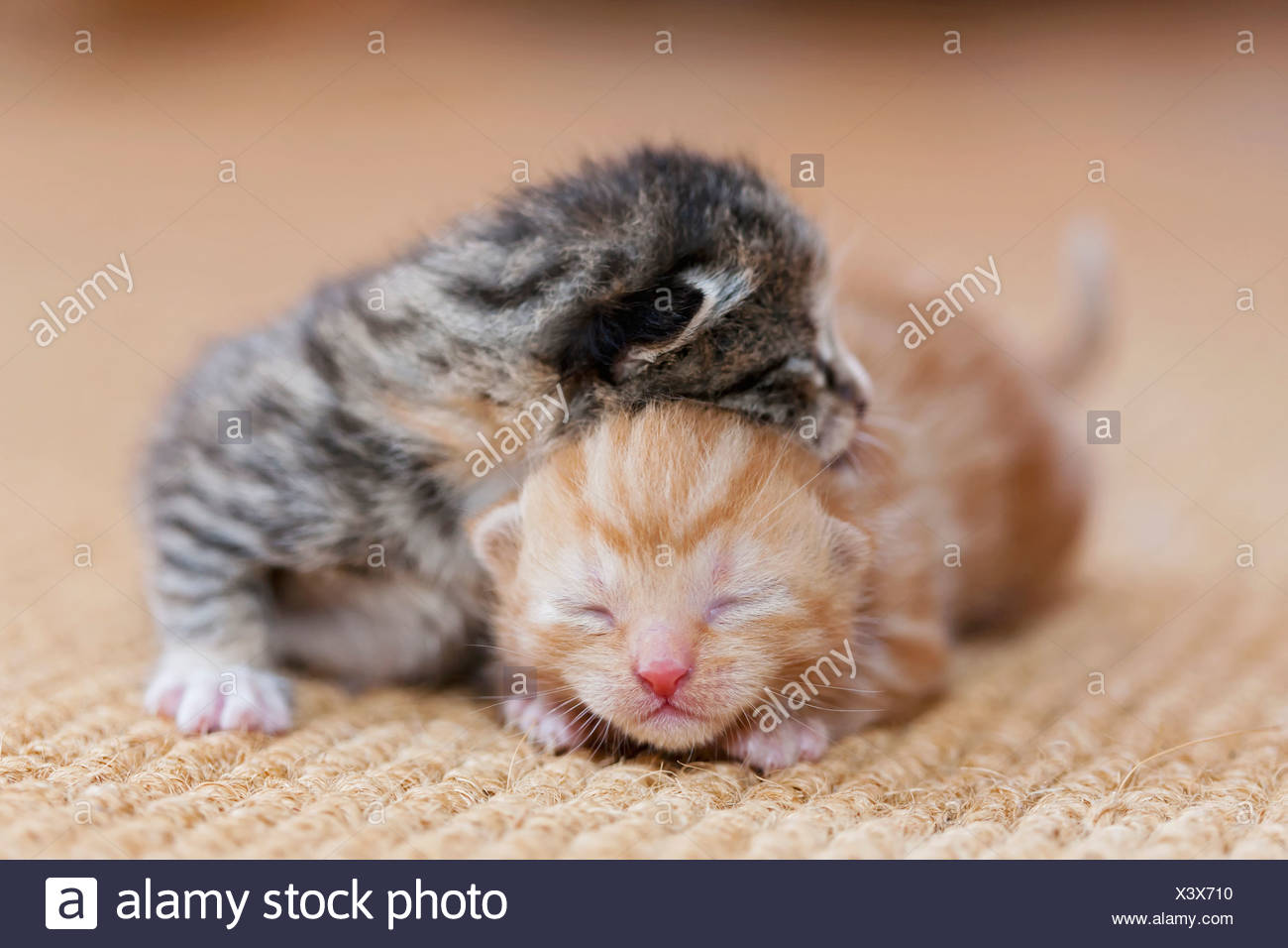 how much do newborn kittens sleep