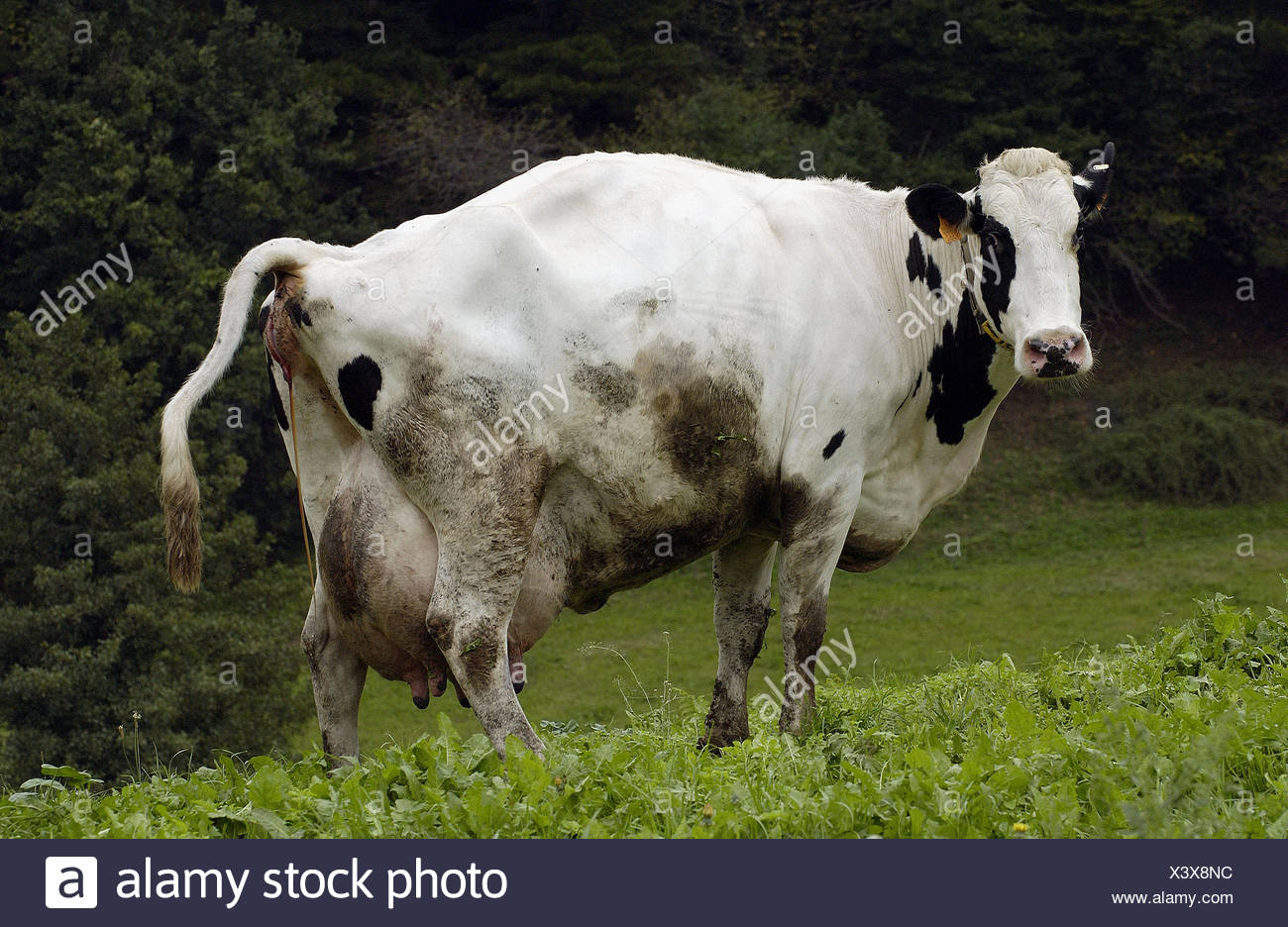 Pregnant Cow Stock Photos & Pregnant Cow Stock Images Alamy