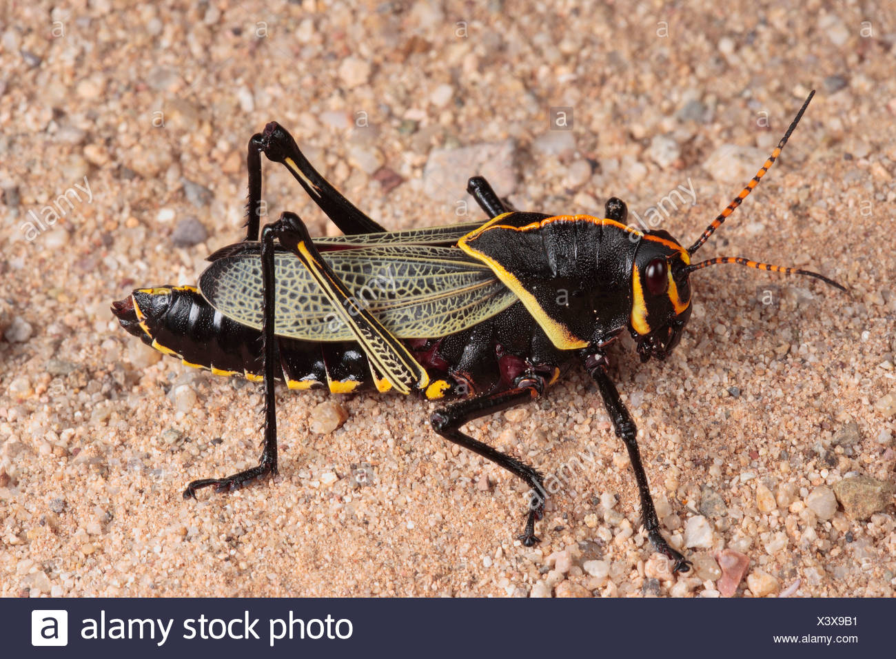 Lubber Grasshopper Black High Resolution Stock Photography And Images Alamy