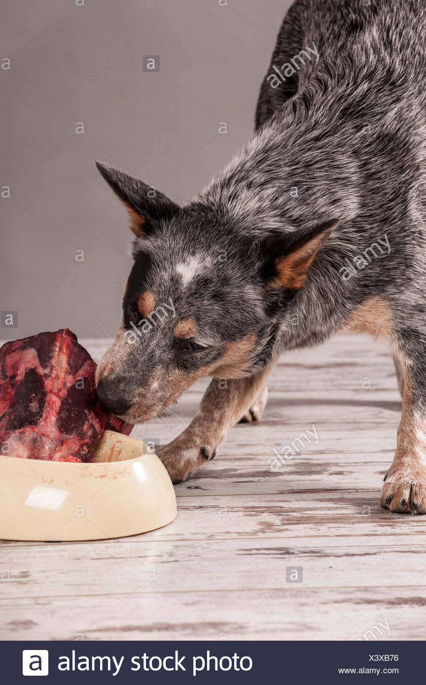 raw deer meat for dogs
