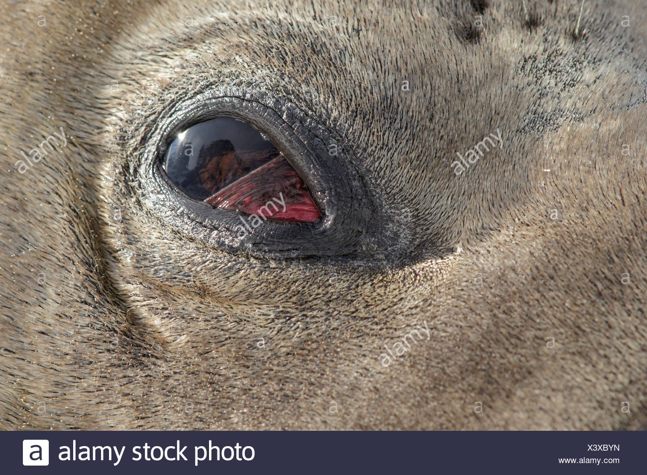 Eye Seal High Resolution Stock Photography And Images Alamy