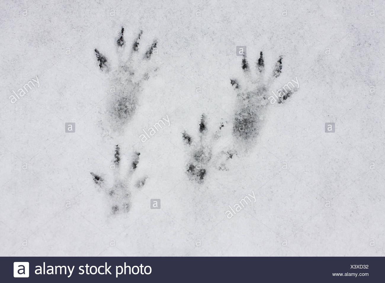 Snow Tracks Squirrel High Resolution Stock Photography and Images Alamy