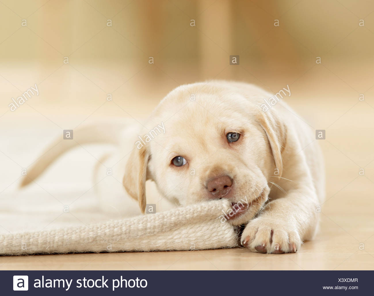dog chewing rug
