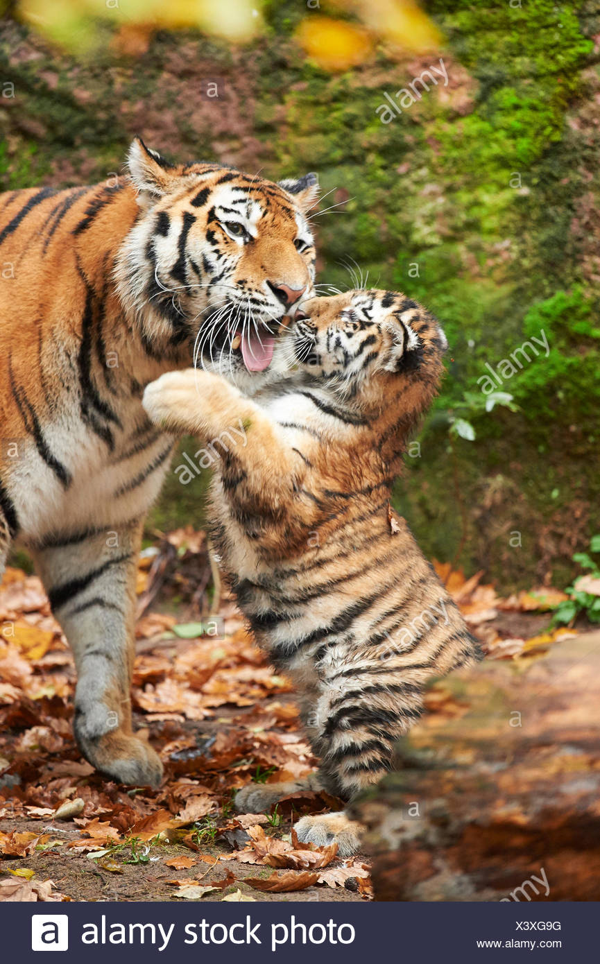 Tiger Cub Mother High Resolution Stock Photography and Images - Alamy