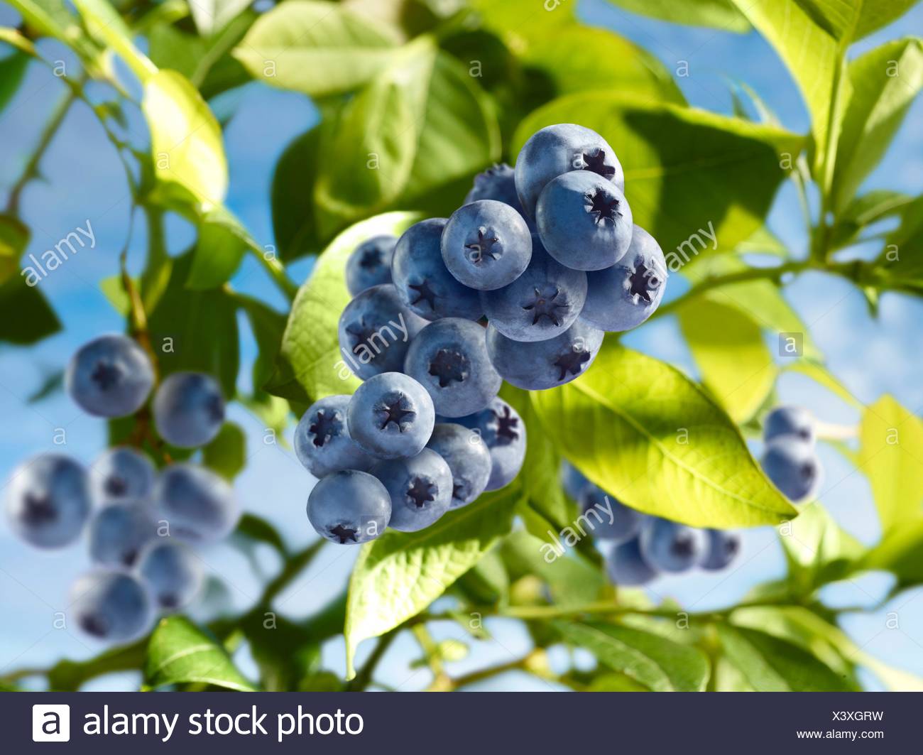 Heidelbeerstrauch Stock Photos & Heidelbeerstrauch Stock Images Alamy