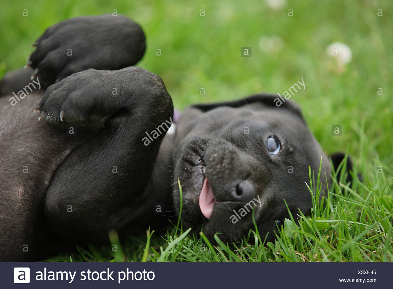 Cane Corso Puppy Lying On Meadow Stock Photo 277794054 Alamy