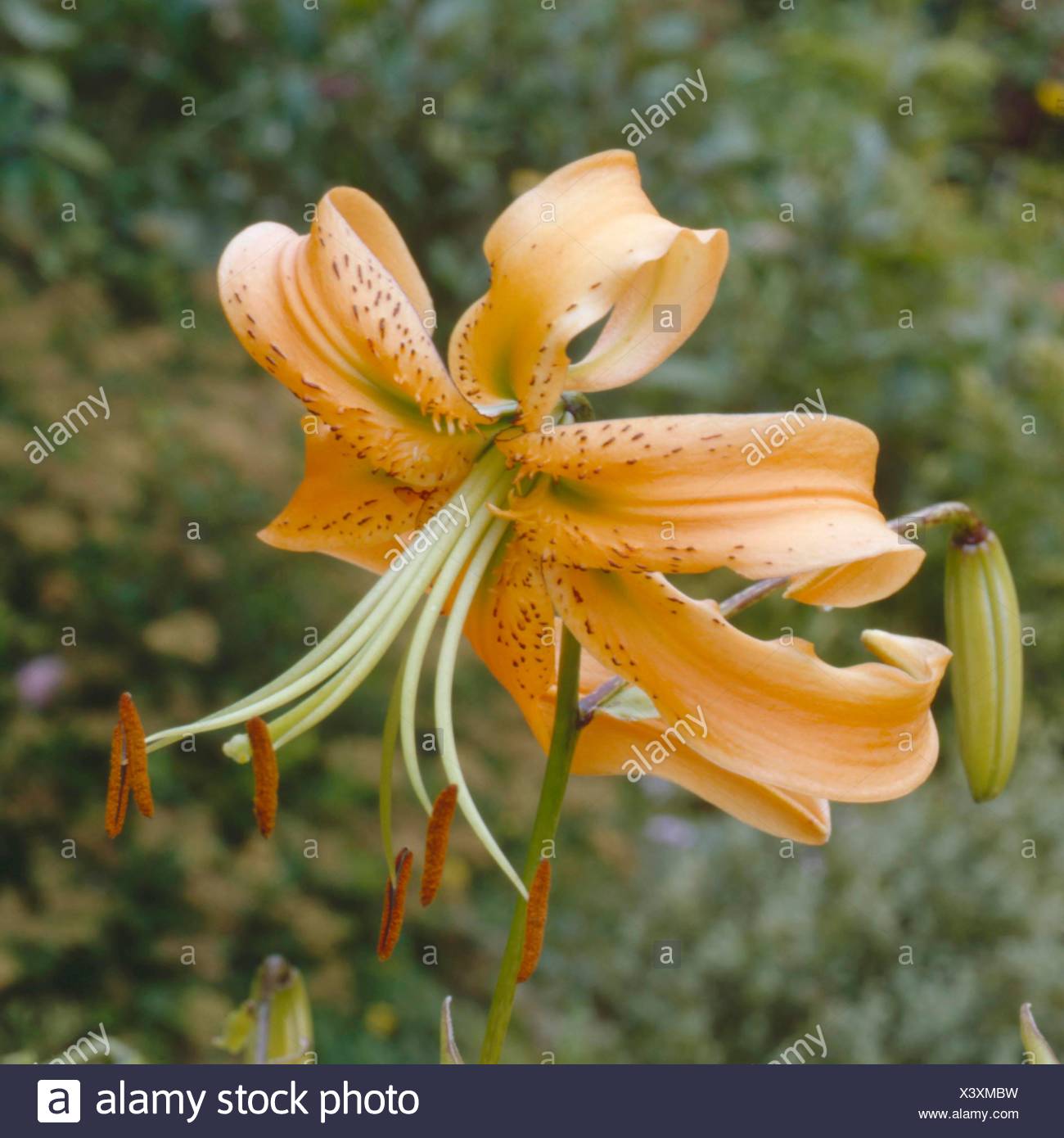 Henryi Lily High Resolution Stock Photography and Images - Alamy