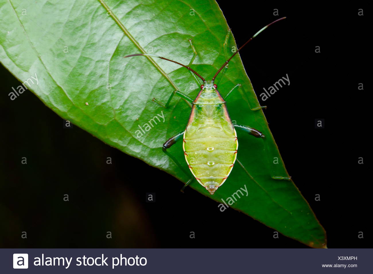 Page 3 Bug In Costa Rica High Resolution Stock Photography And Images Alamy Page 3 Bug In Costa Rica High Resolution Stock Photography And Images Alamy
