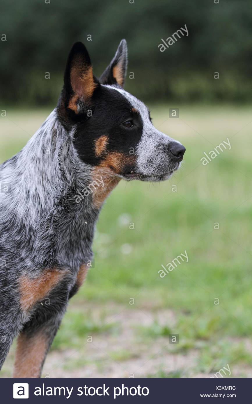 Halls Heeler High Resolution Stock Photography and Images - Alamy