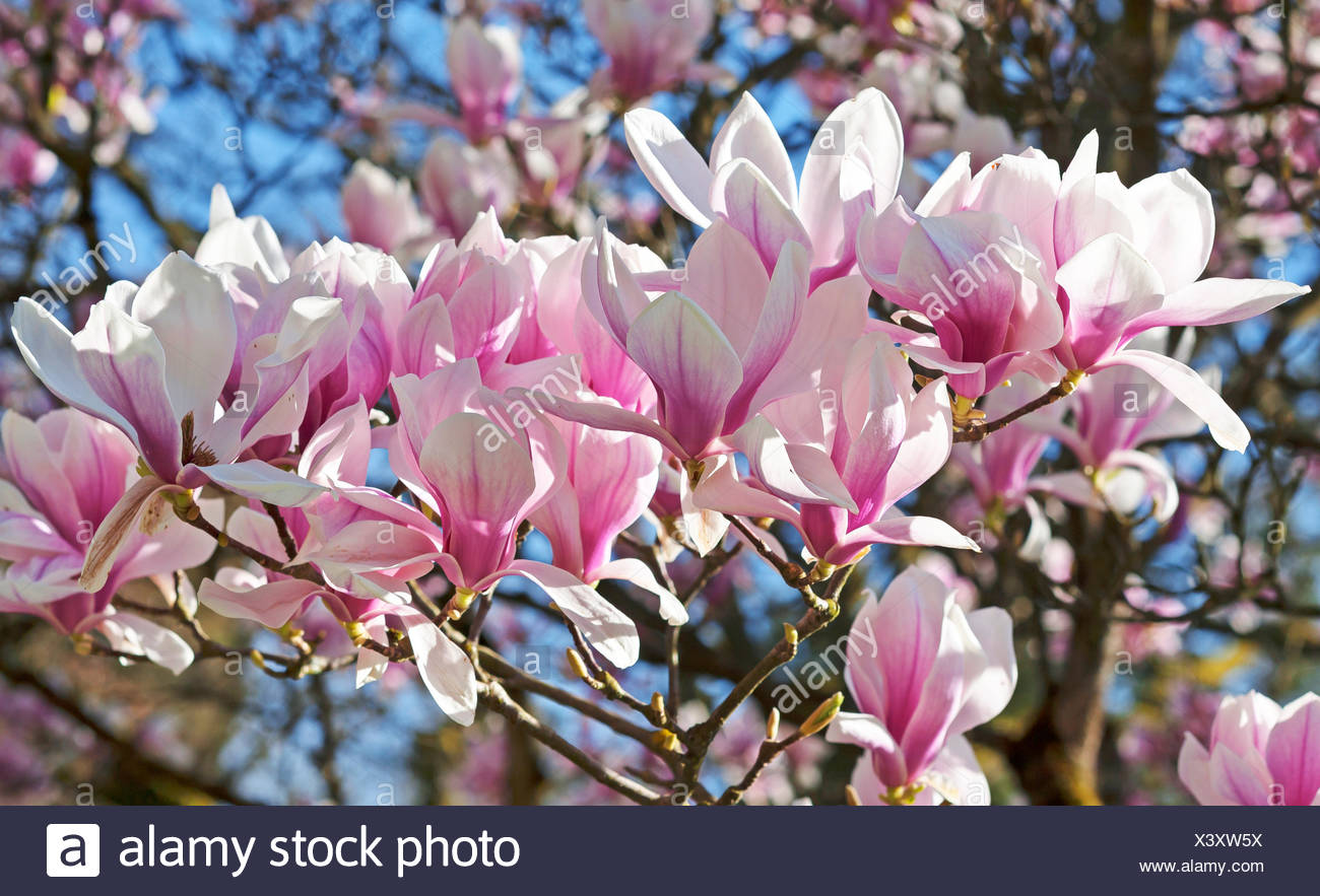 Blossoming Magnolia Magnolia Municipal Park Lahr Baden Wurttemberg Germany Stock Photo Alamy