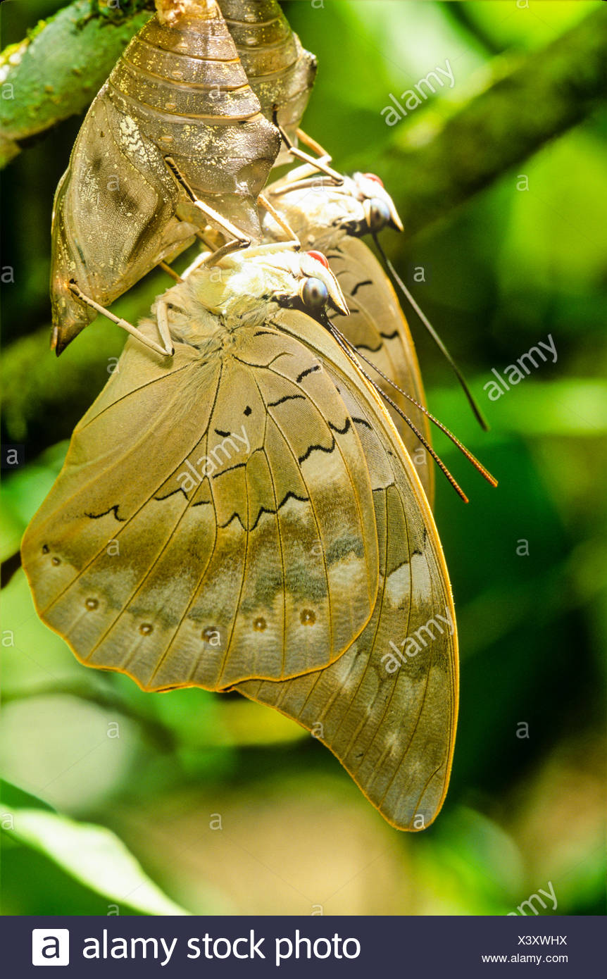 Emerging From Pupa High Resolution Stock Photography and Images - Alamy