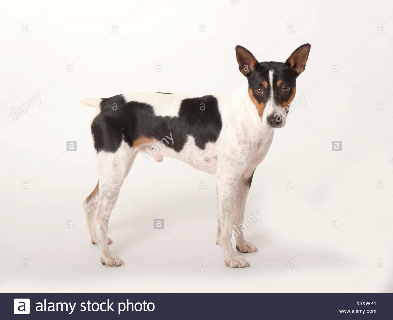 rat terrier tail