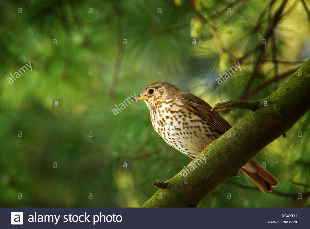 bird birds thrush Stock Photo