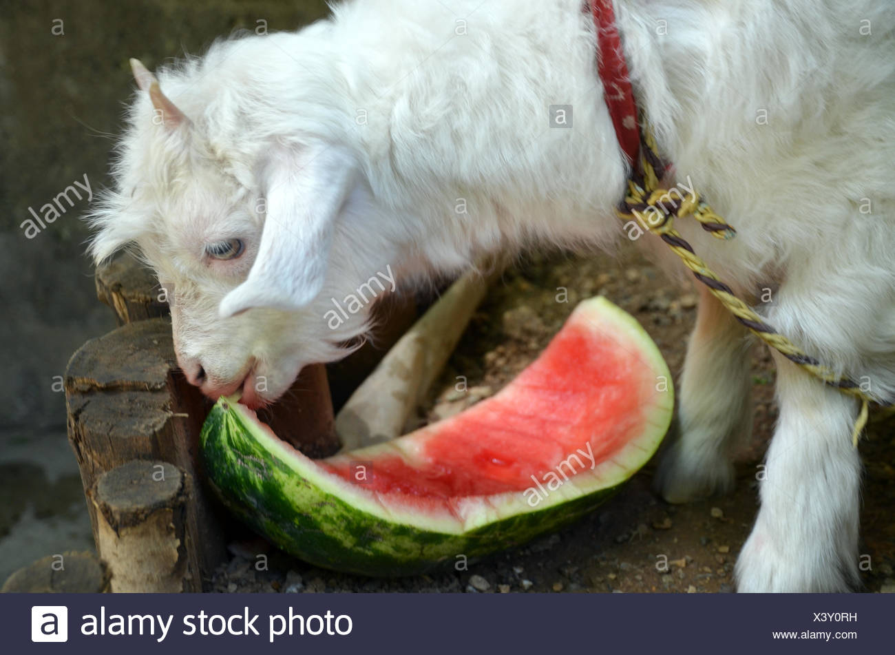 Ziege Stock Photos &amp; Ziege Stock Images Alamy