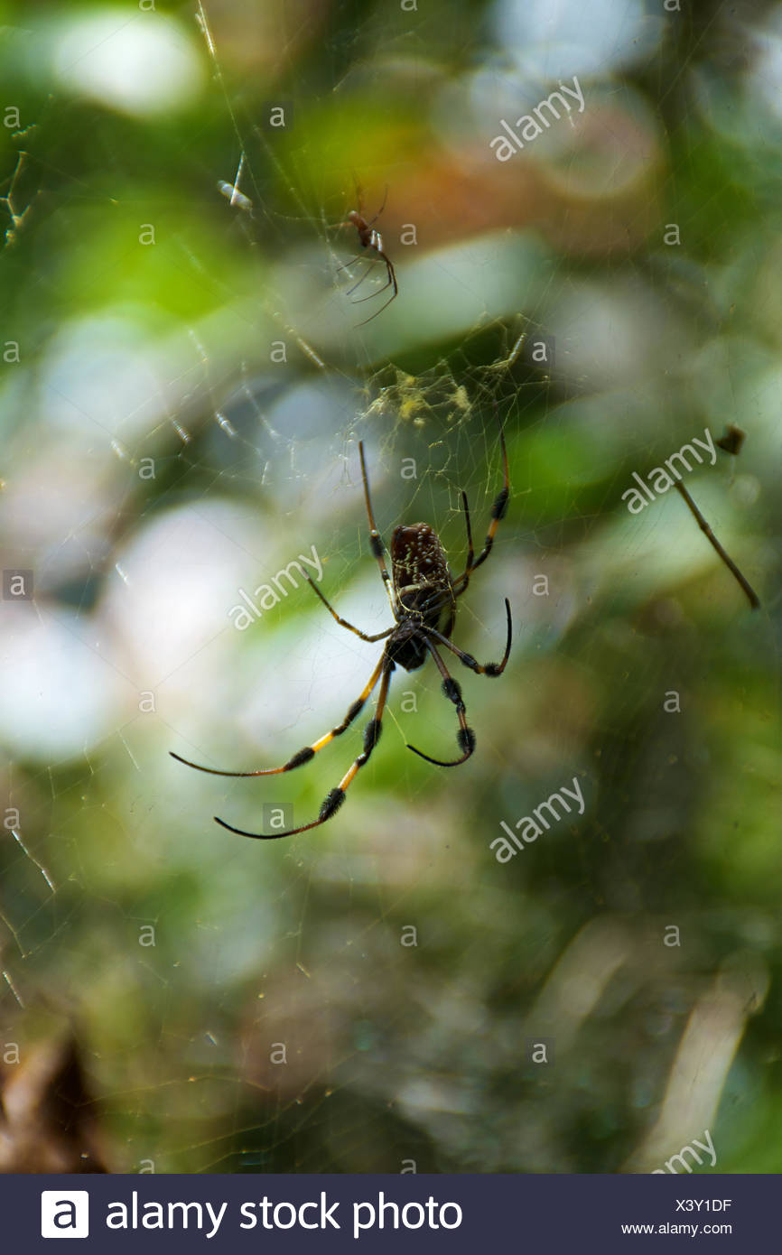 large hanging spider