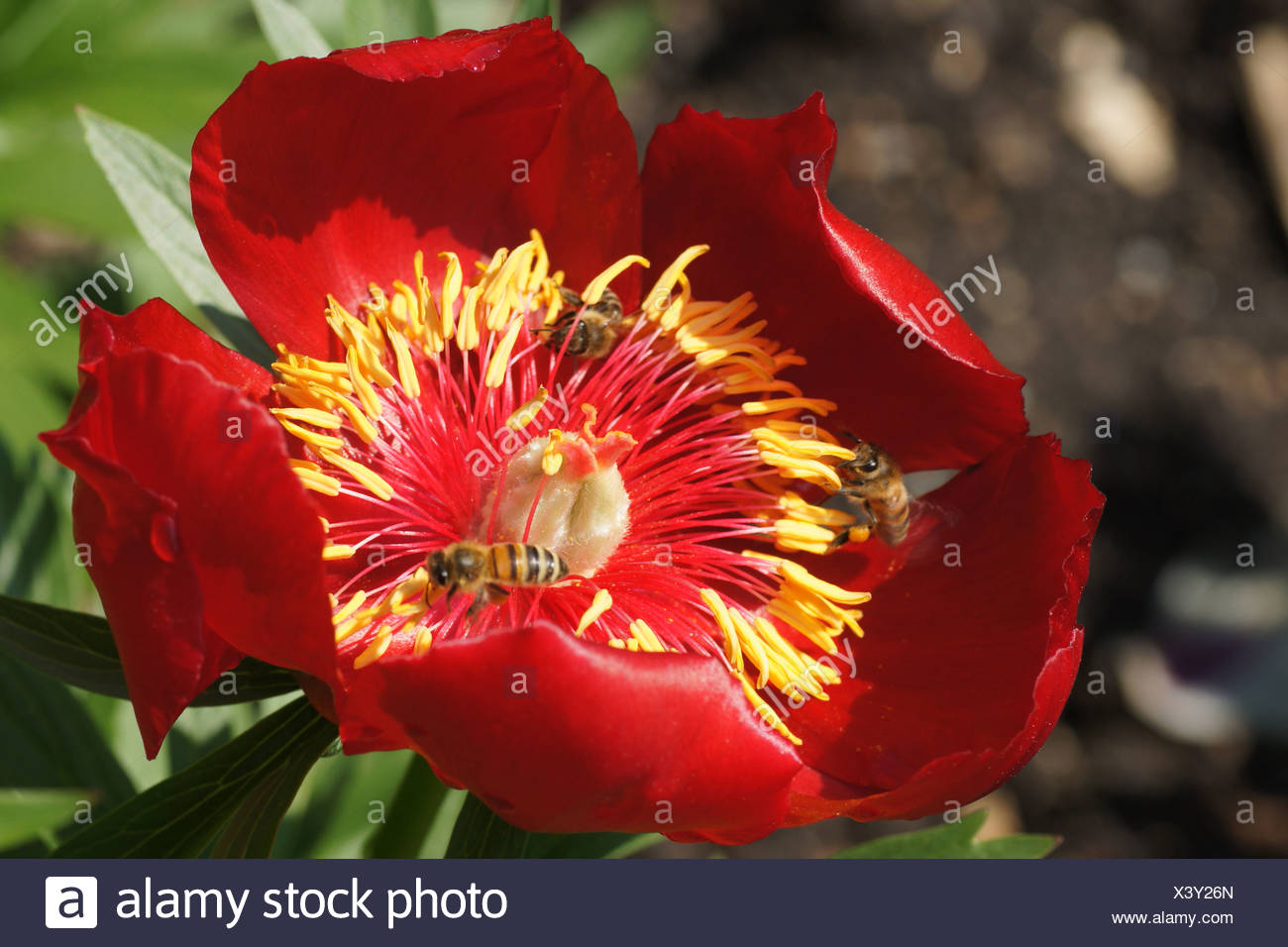 Peony Stock Photo
