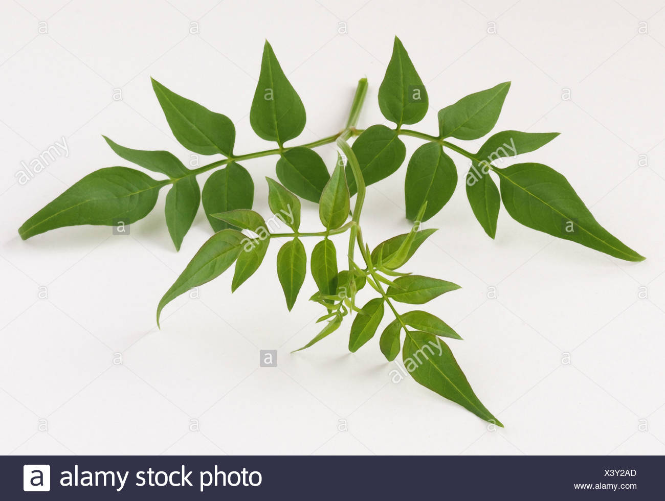 Jasmine Leaves High Resolution Stock Photography and Images Alamy