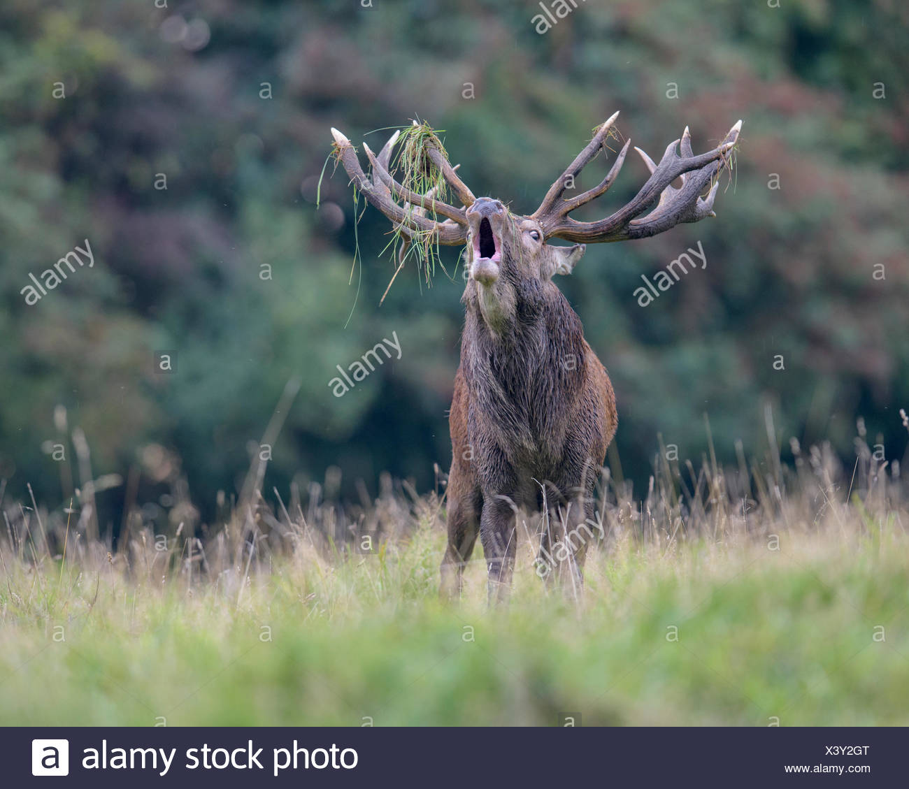 Deer Forest Stock Photos & Deer Forest Stock Images Alamy