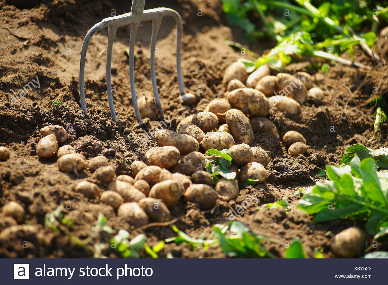 jersey royal potatoes australia