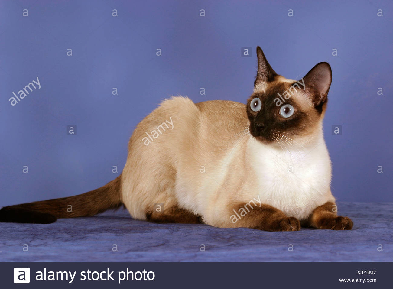 Classic Siamese Cat Seal Point Stock Photo 277807831 Alamy