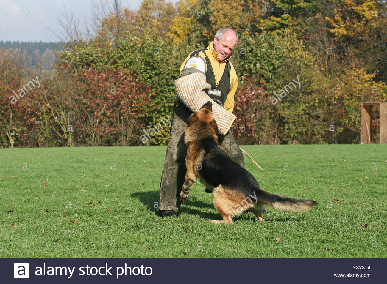 protection dog training