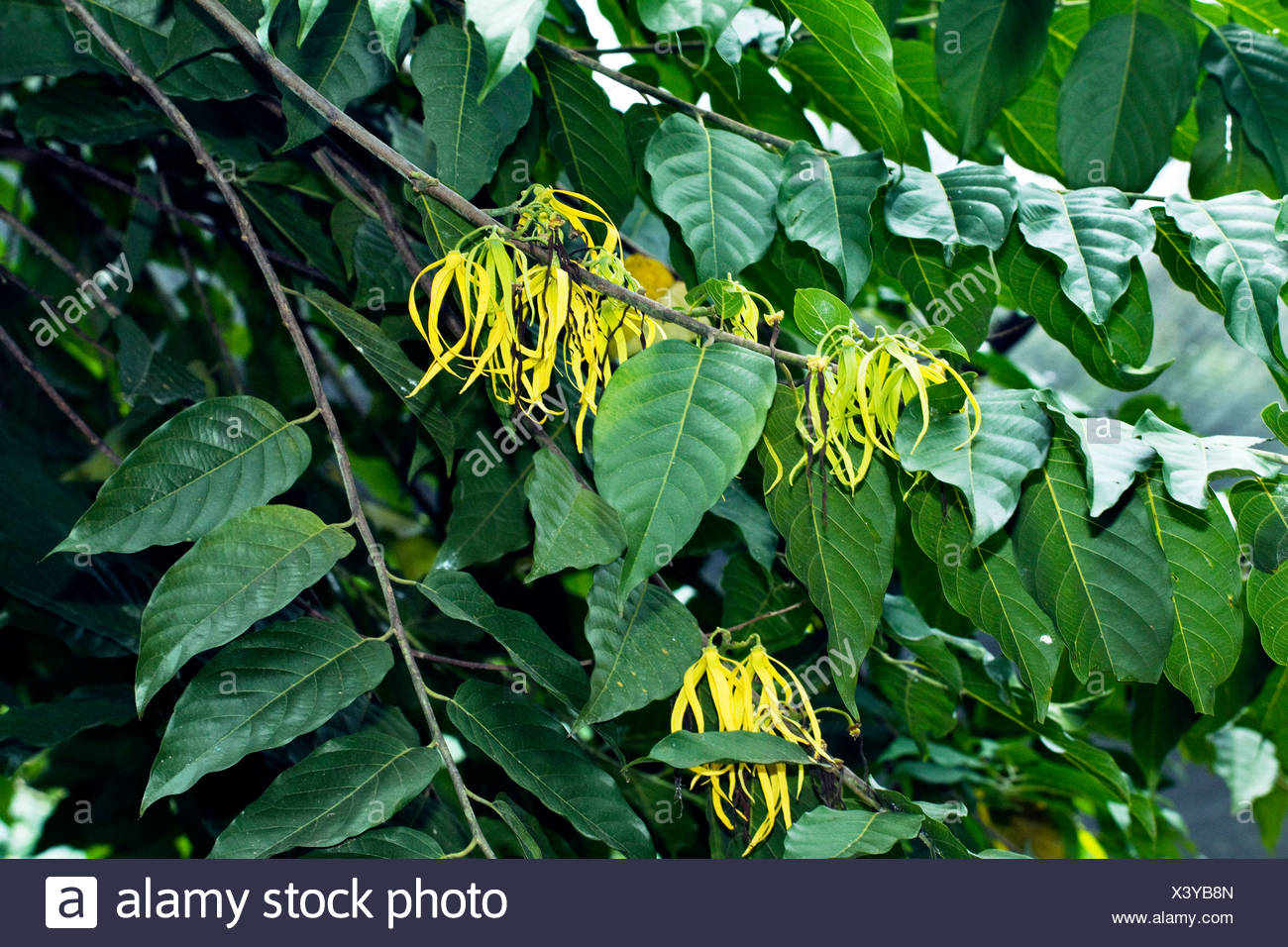 Ylang Ylang Tree High Resolution Stock Photography and Images Alamy