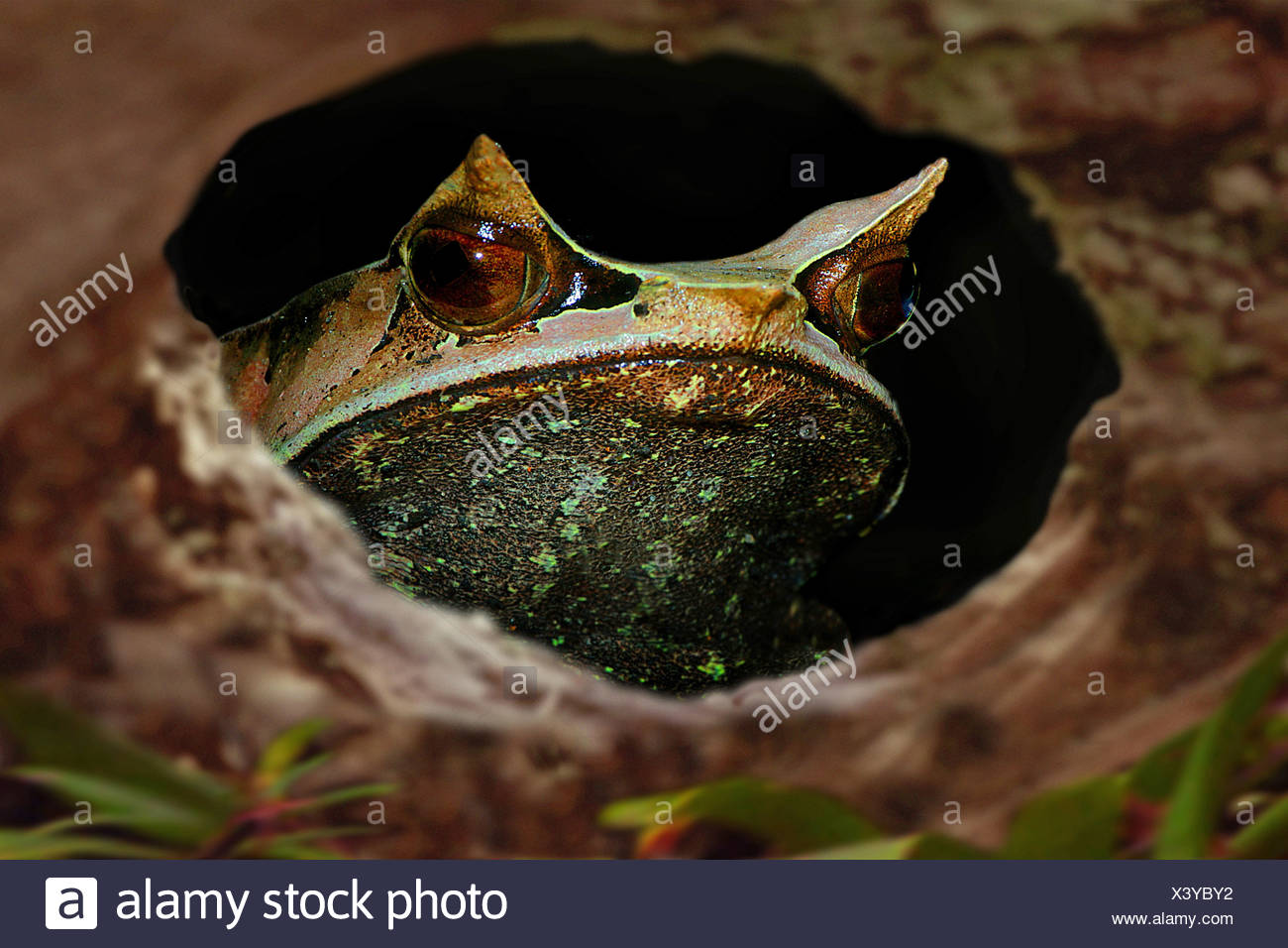 Asian Frogs High Resolution Stock Photography And Images - Alamy