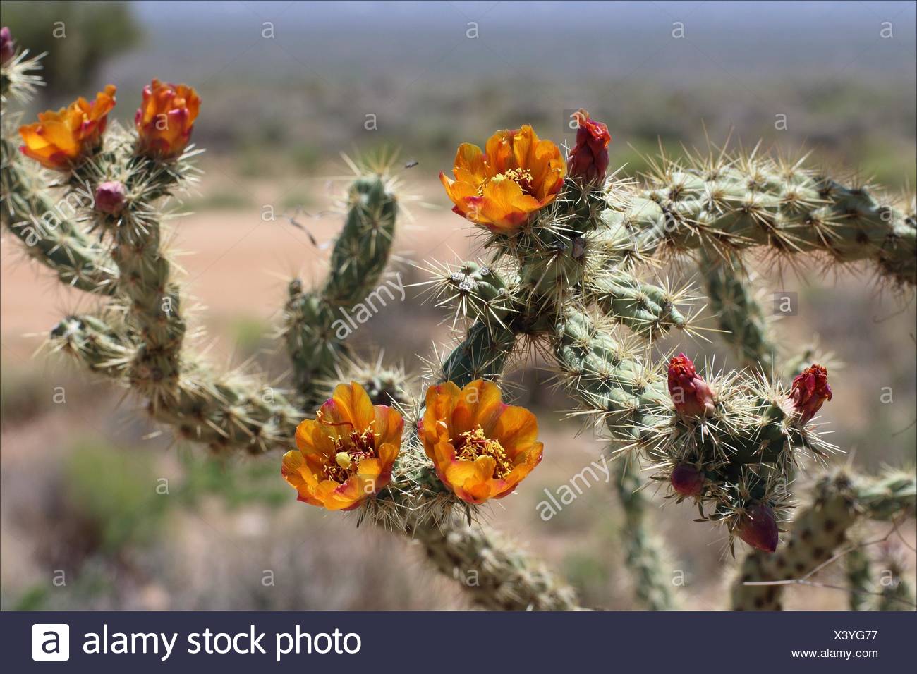 A Cactus Full Of Blooming Orange Flowers Can Be Found In Kingman Arizona Usa Stock Photo Alamy