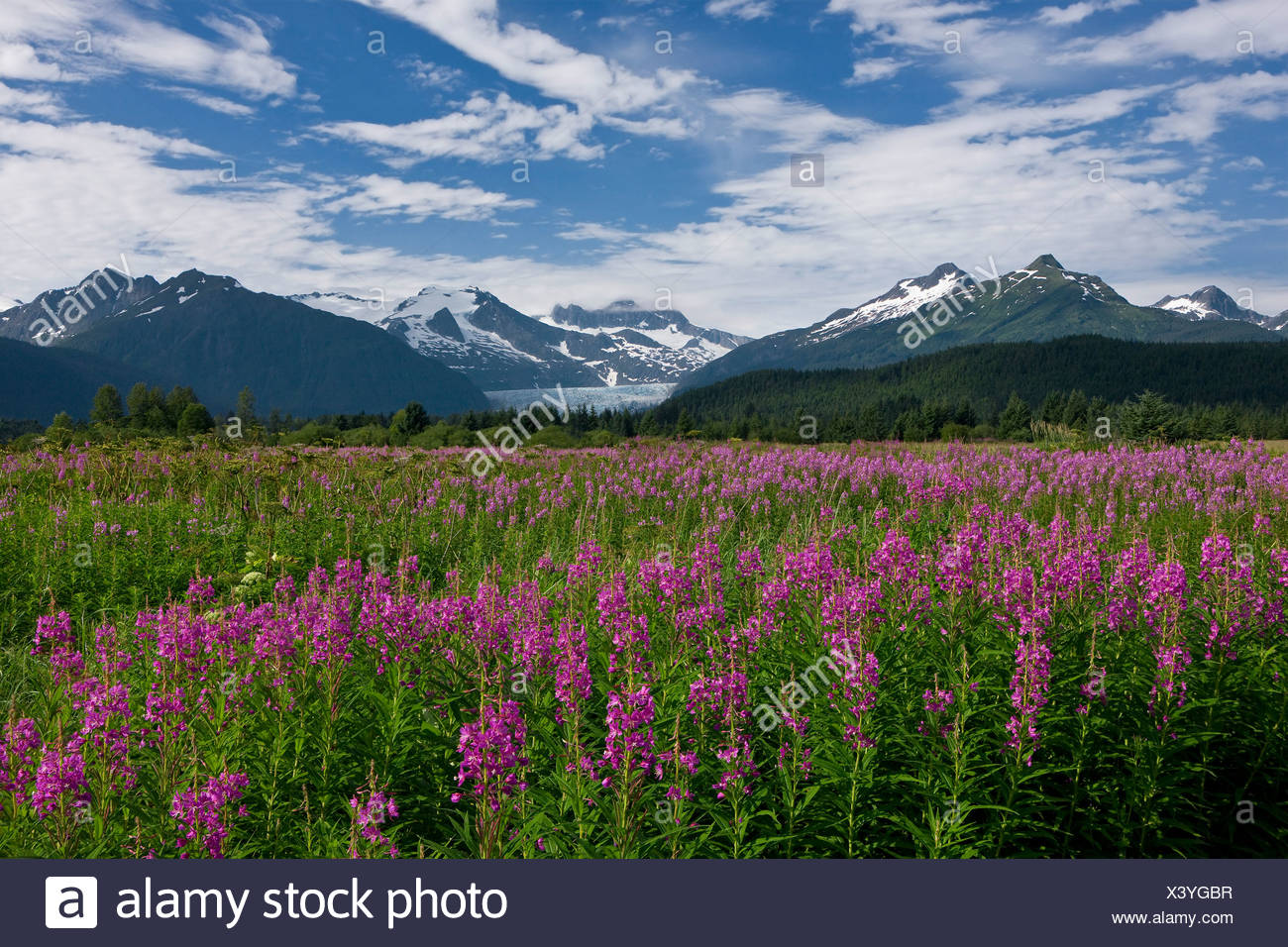 Forest Fireweed High Resolution Stock Photography And Images Alamy