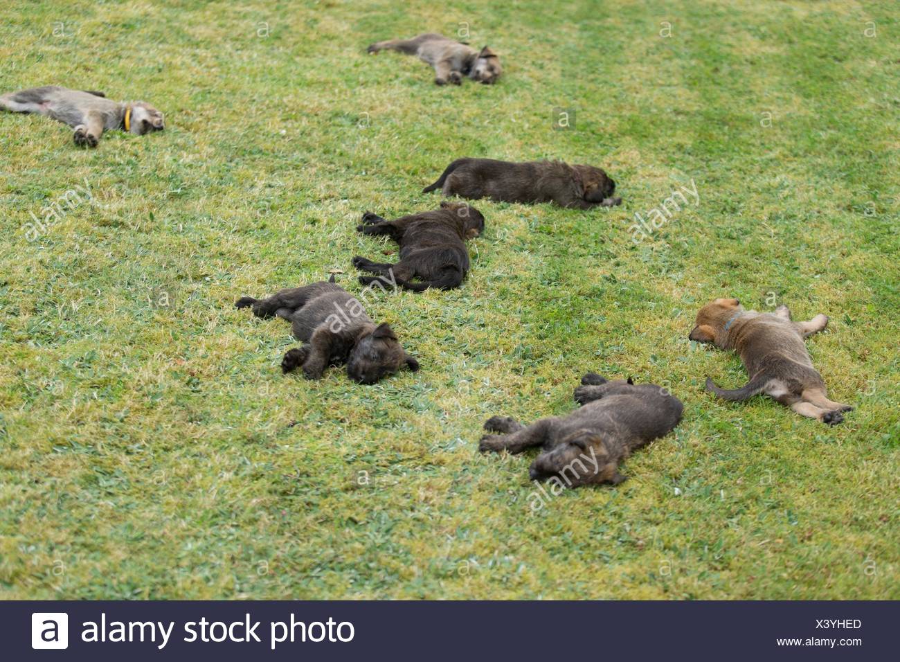 Berger Picard Dog Puppies High Resolution Stock Photography And Images Alamy