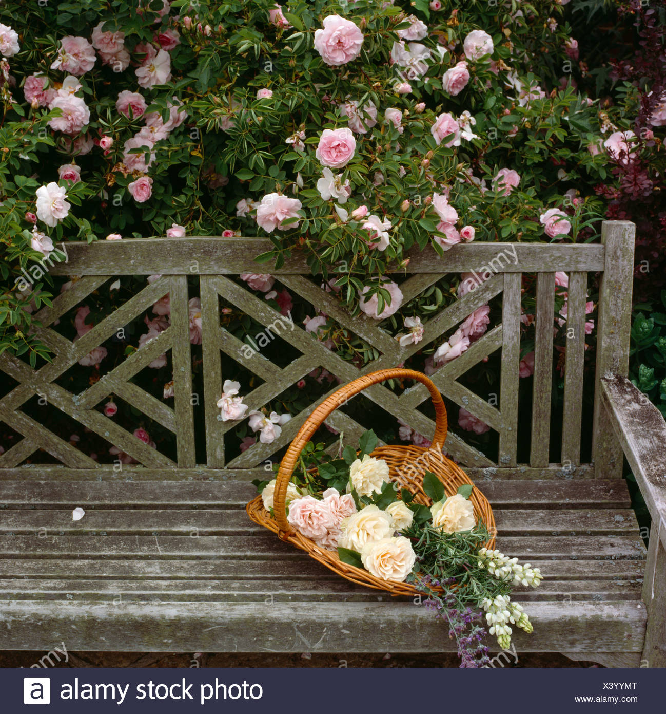 Basket Of Cream Roses On A Wooden Garden Bench In Front Of Pink