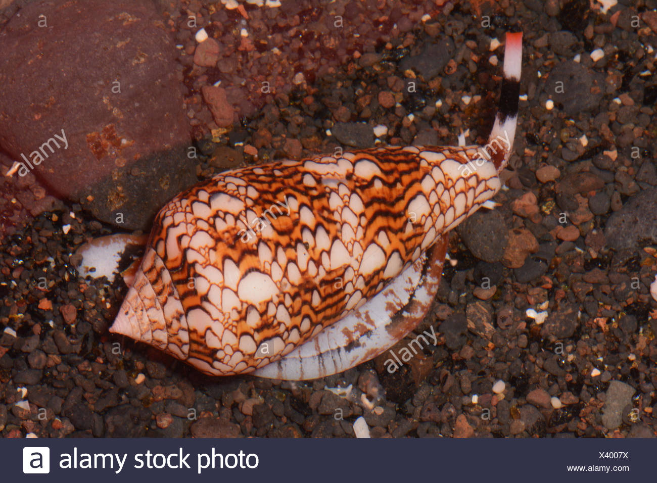The Cone Snail High Resolution Stock Photography and Images Alamy