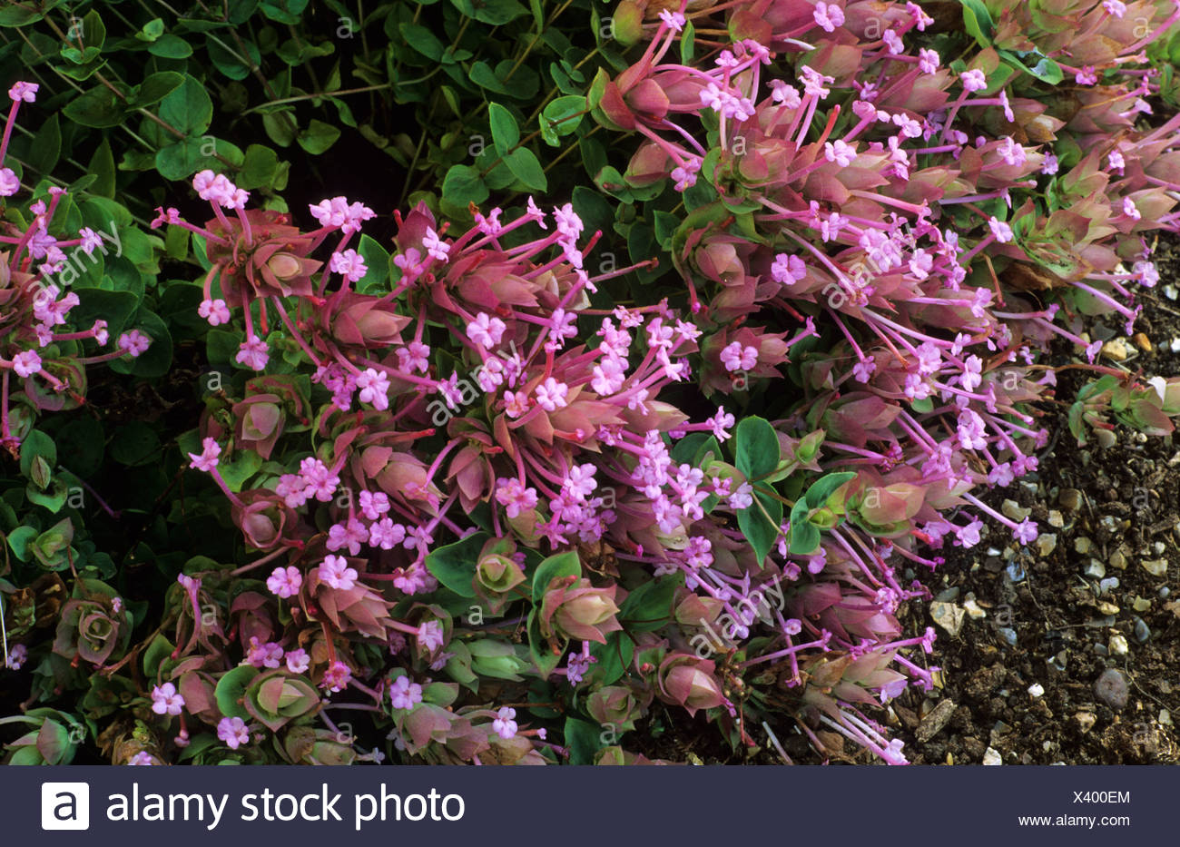 Origanum Amanum High Resolution Stock Photography and Images Alamy