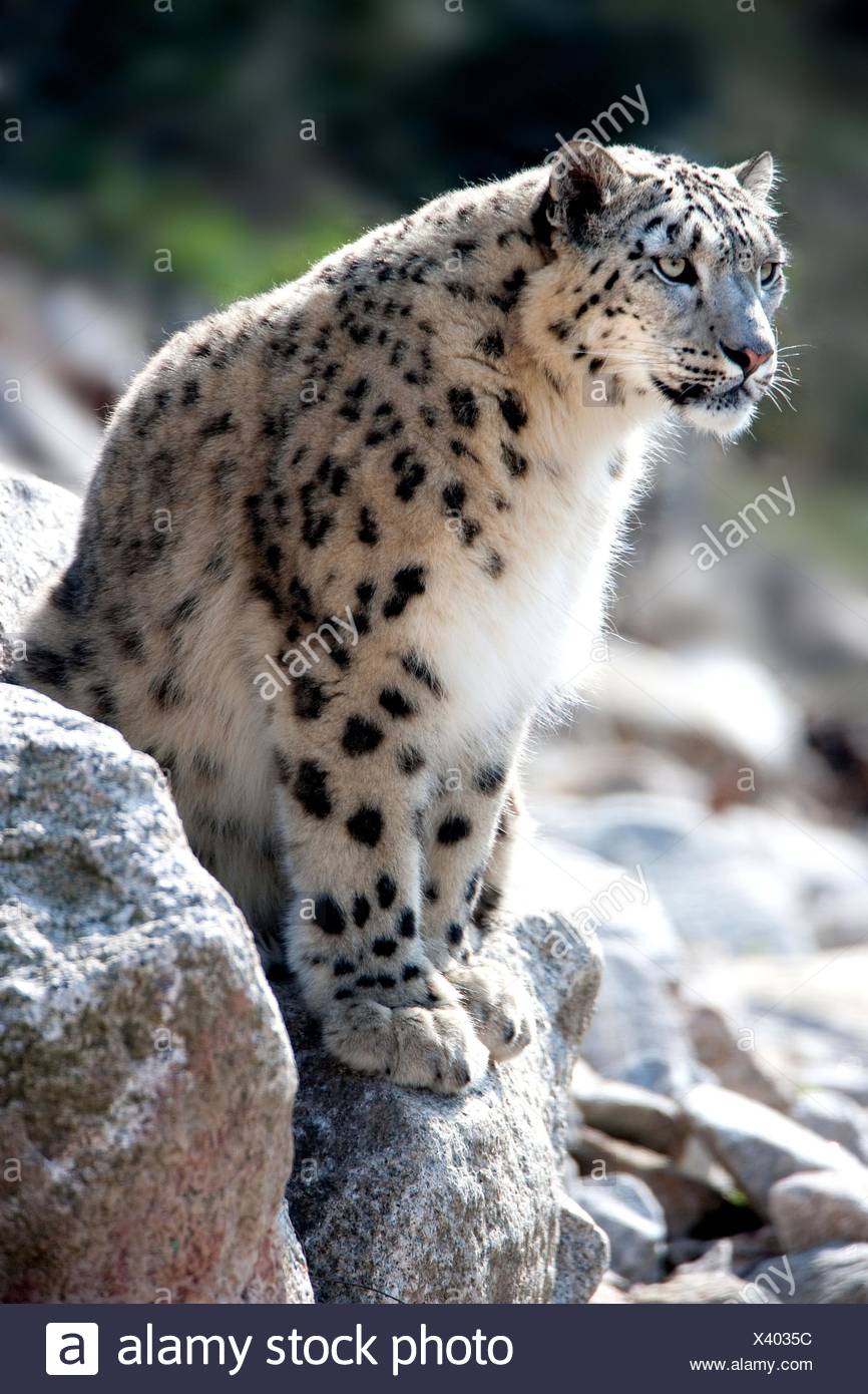 Snow Leopard Side View Stock Photos & Snow Leopard Side View Stock ...
