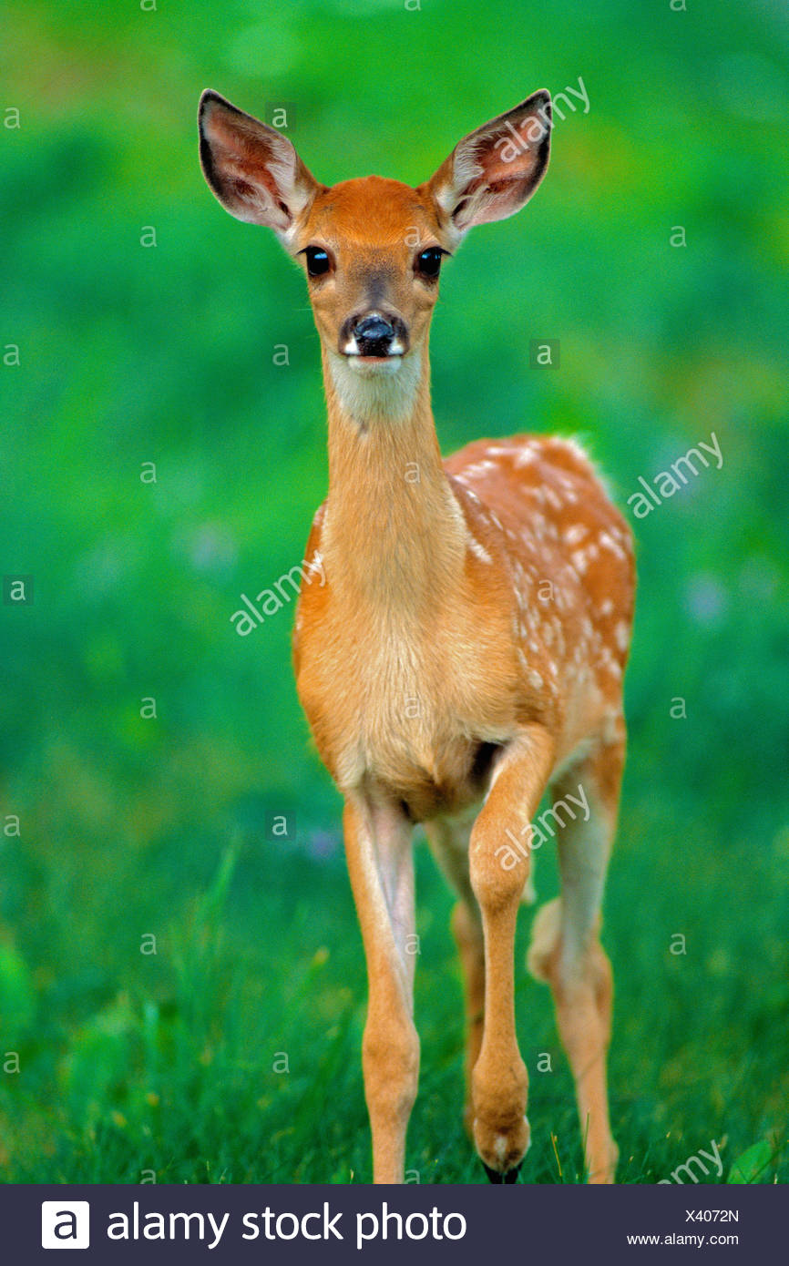 Front view of a Whitetail Deer fawn (Odocoileus