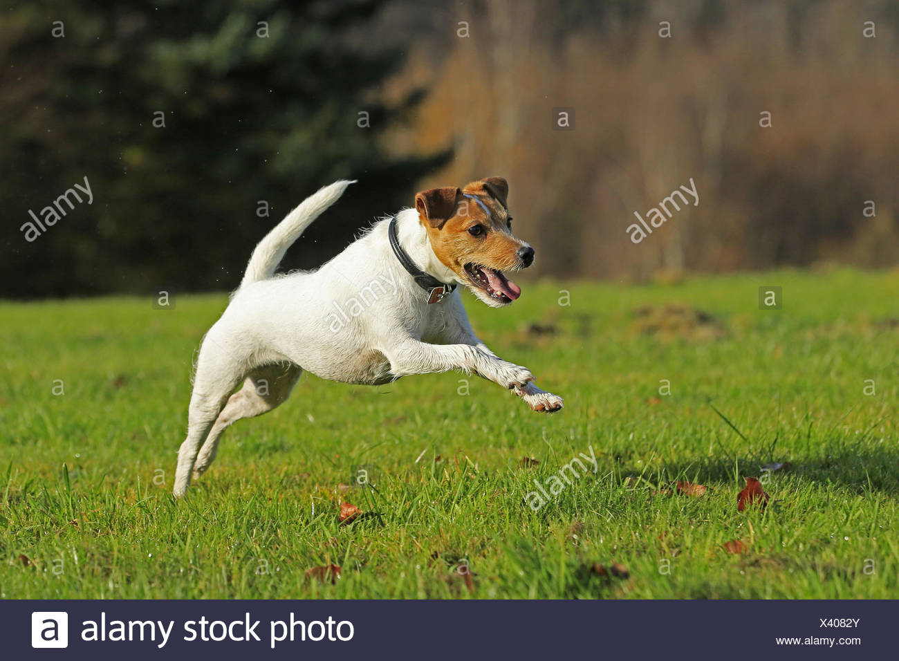 Jack Russell Terrier Adult Running Stock Photos & Jack Russell Terrier