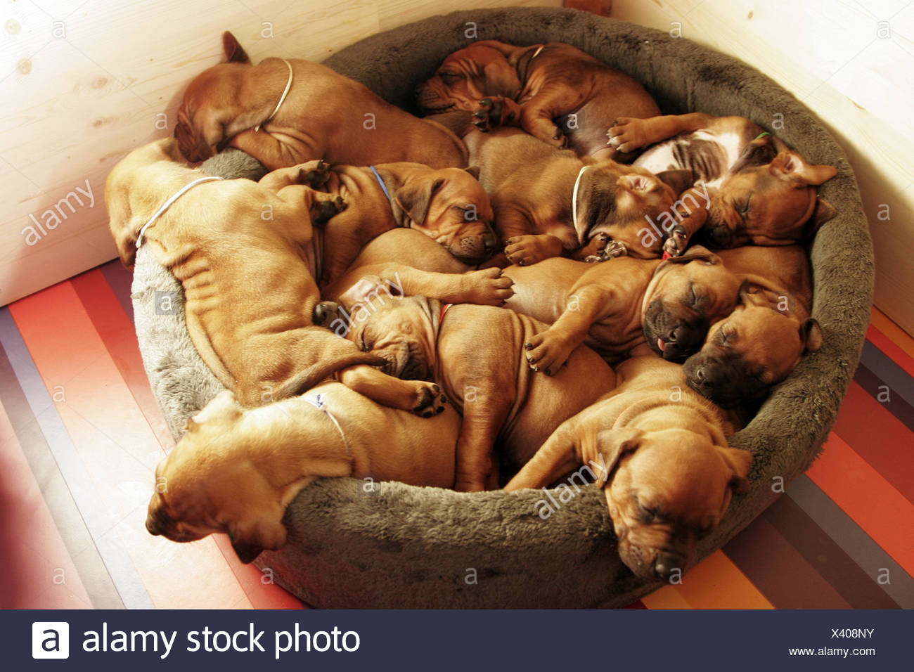 baby ridgeback puppies