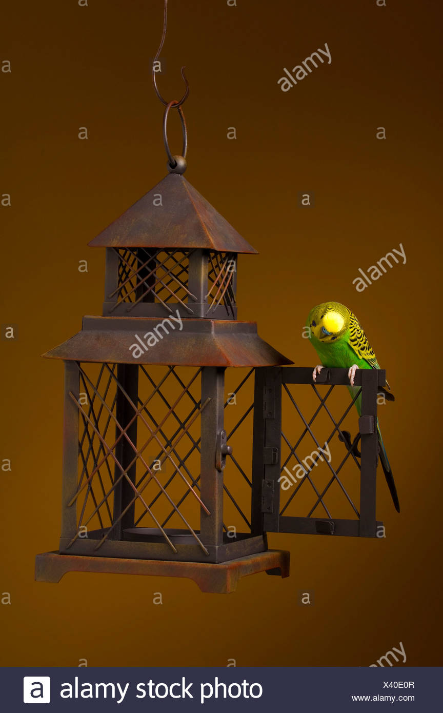 Bird Escaping Cage High Resolution Stock Photography and Images Alamy