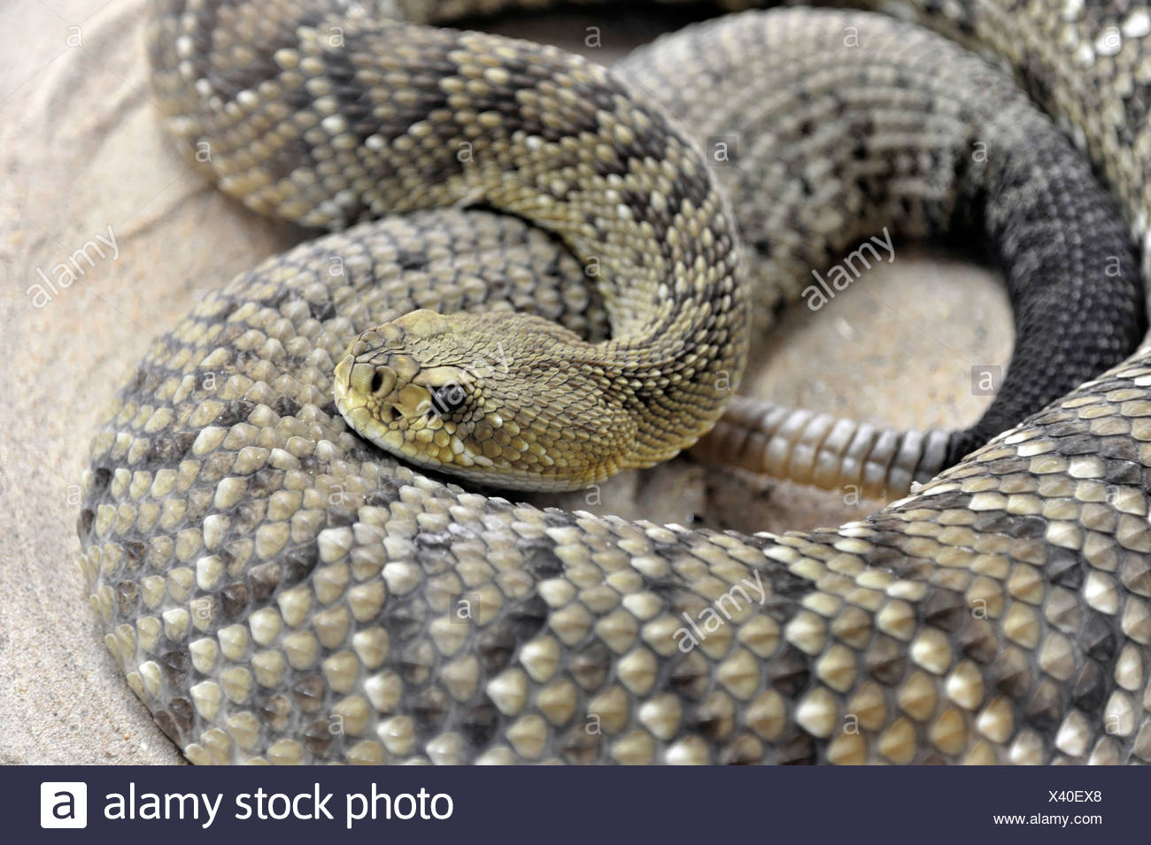 Mexican Green Rattler Stock Photos & Mexican Green Rattler Stock Images ...