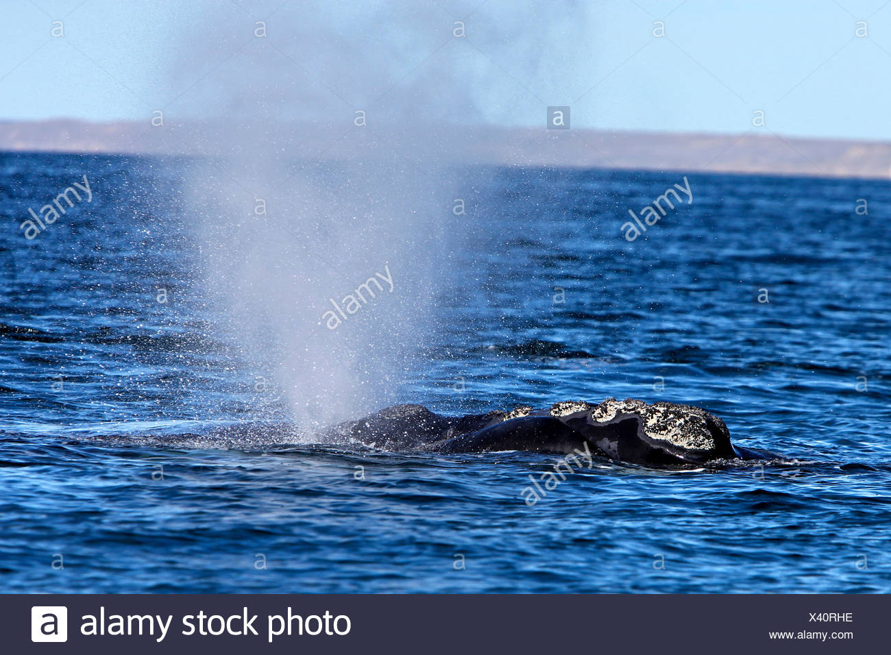 Whales Of The Southern Oceans High Resolution Stock Photography and ...
