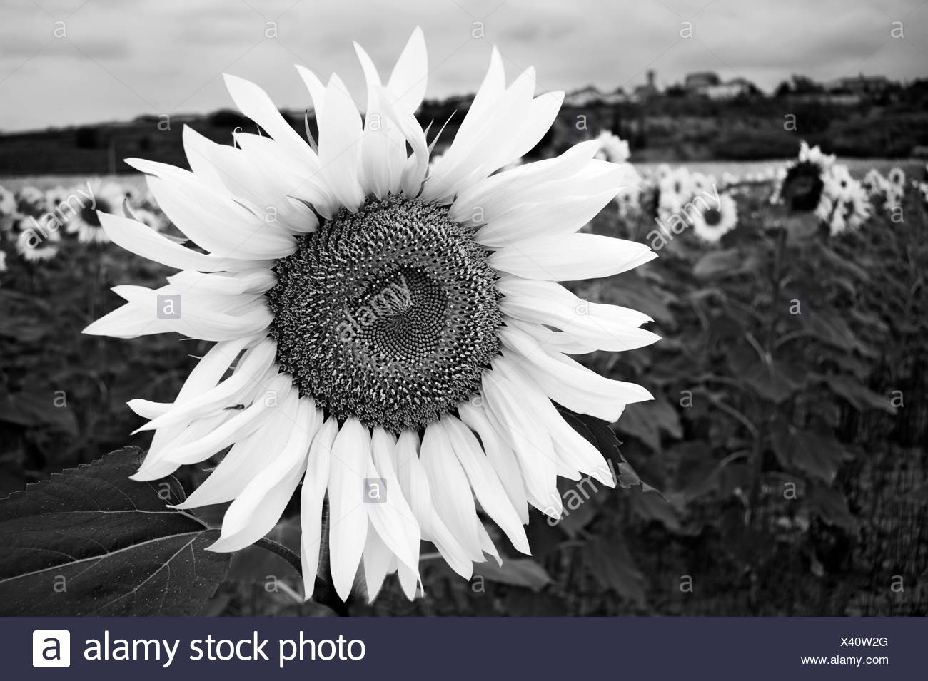 Field Of Sunflowers Black and White Stock Photos & Images - Alamy